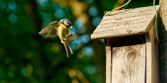 mesange_DSC7863-2