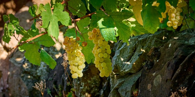 raisin-2_DSC2034