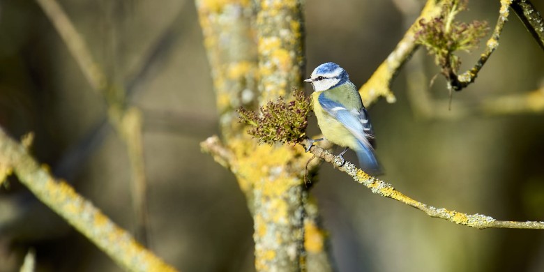 cazotte-et-environs_DSC8629