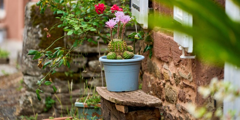 cactus_DSC2036