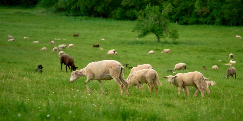 costrix-aveyron_DSC1488