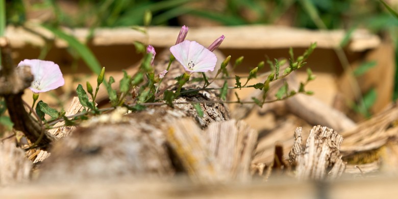 white-flowers_DSC8967