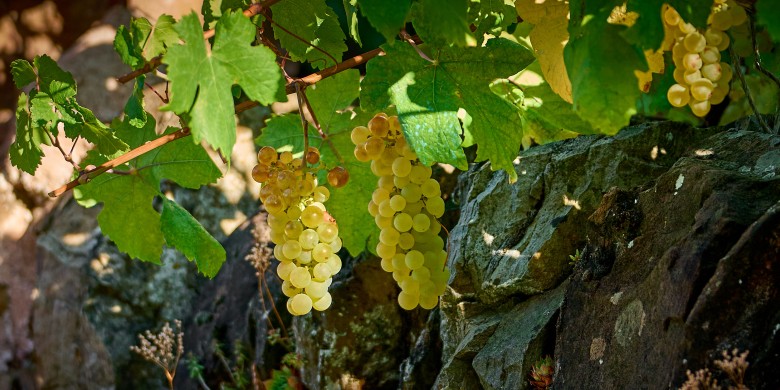 raisin-2_DSC2034