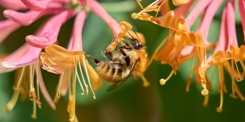 chevrefeuille-bzzz_DSC4433-2