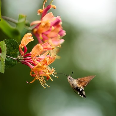 chevrefeuille_DSC4128-2