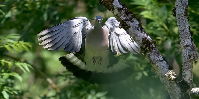 pigeon_DSC6230-b