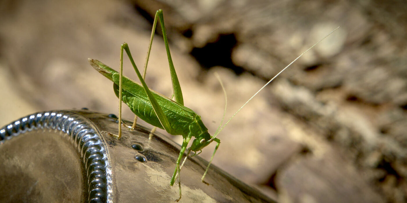 Sauterelle à La Cazotte en Aveyron