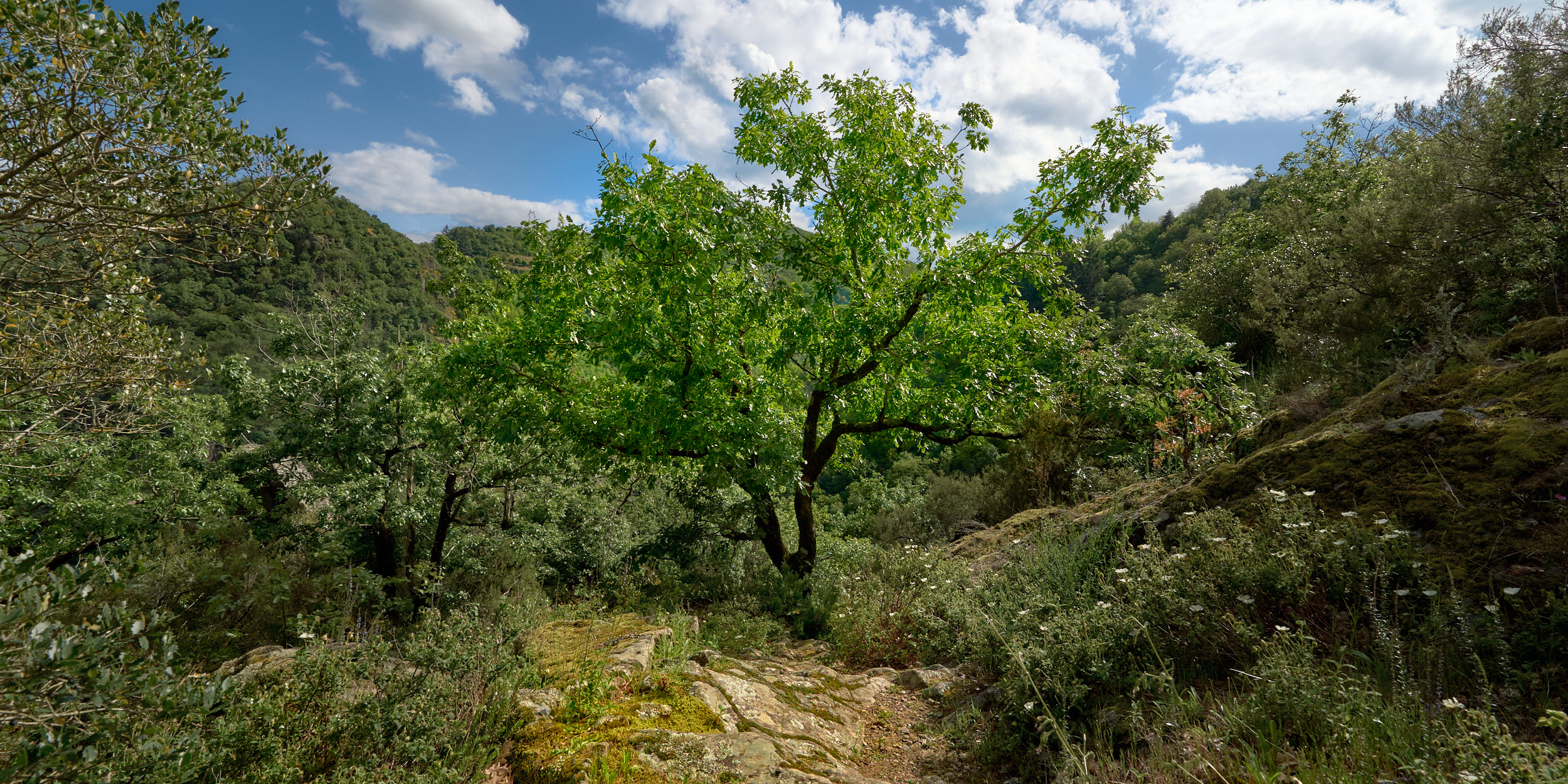 Forêt sud-aveyronnaise