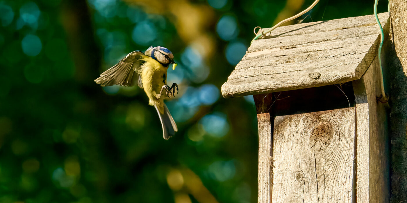 Blue Tit - Mésange Bleue - nichoir - La Cazotte en Sud Aveyron