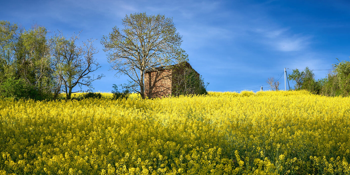 Costrix en Aveyron - Colza