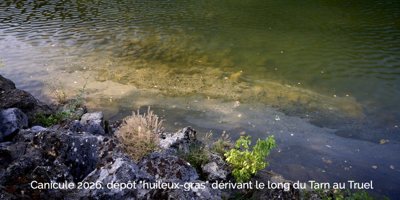 Canicule 2026 qualité de l'eau du Tarn au Truel